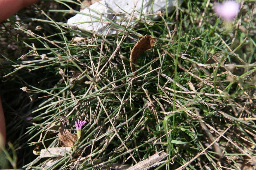 Petrorhagia saxifraga dal Moncenisio
